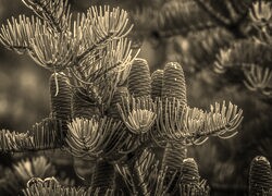 Szary + Sepia