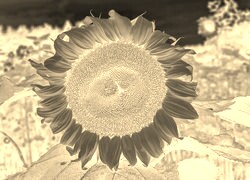 Sepia + Negatyw