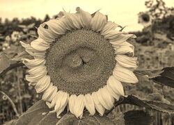 Szary + Sepia
