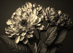 Szary + Sepia