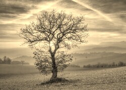 Szary + Sepia