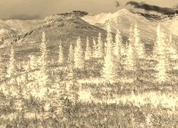 Sepia + Negatyw
