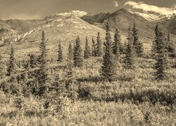 Szary + Sepia