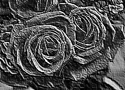 Skamielina