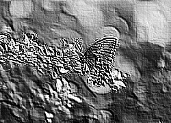 Skamielina
