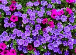 Oryginalny obrazek