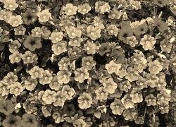Szary + Sepia