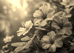 Szary + Sepia