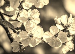 Szary + Sepia
