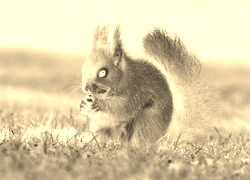 Sepia + Negatyw