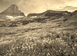 Szary + Sepia