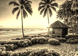 Szary + Sepia