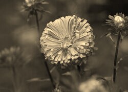 Szary + Sepia