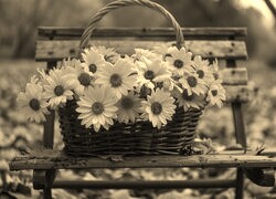 Szary + Sepia