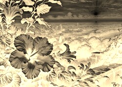Sepia + Negatyw