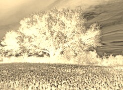Sepia + Negatyw