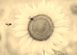 Sepia