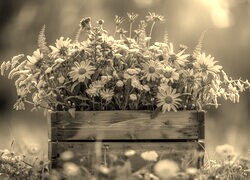 Szary + Sepia