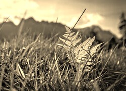 Sepia