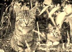 Szary + Sepia
