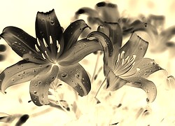 Sepia + Negatyw
