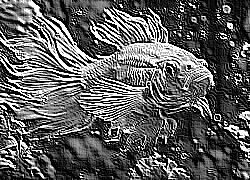 Skamielina