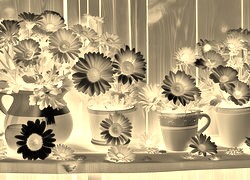 Sepia + Negatyw