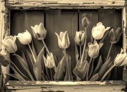 Szary + Sepia