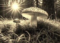 Sepia