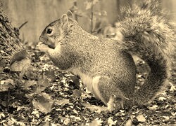 Szary + Sepia