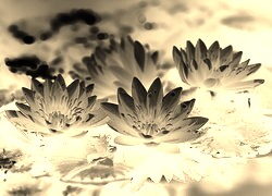 Sepia + Negatyw