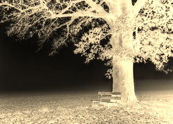 Sepia + Negatyw