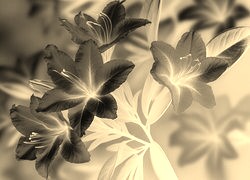 Sepia + Negatyw