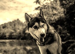 Szary + Sepia
