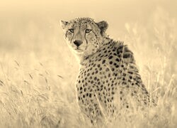 Szary + Sepia