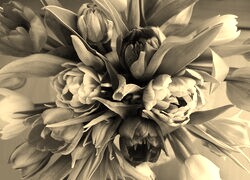 Szary + Sepia