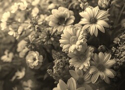 Szary + Sepia