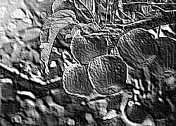 Skamielina