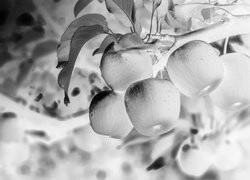 Szary + Negatyw