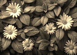 Szary + Sepia