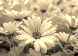 Szary + Sepia