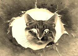 Sepia + Negatyw