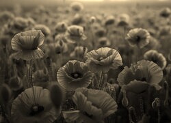 Szary + Sepia
