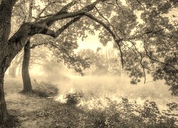 Szary + Sepia