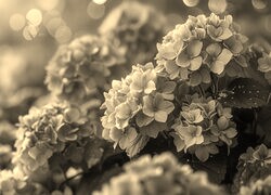 Szary + Sepia