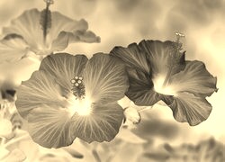 Sepia + Negatyw
