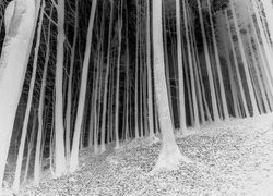 Szary + Negatyw