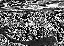 Skamielina