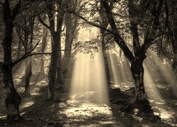 Szary + Sepia