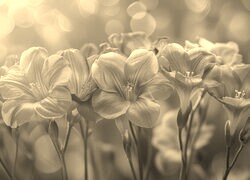 Szary + Sepia